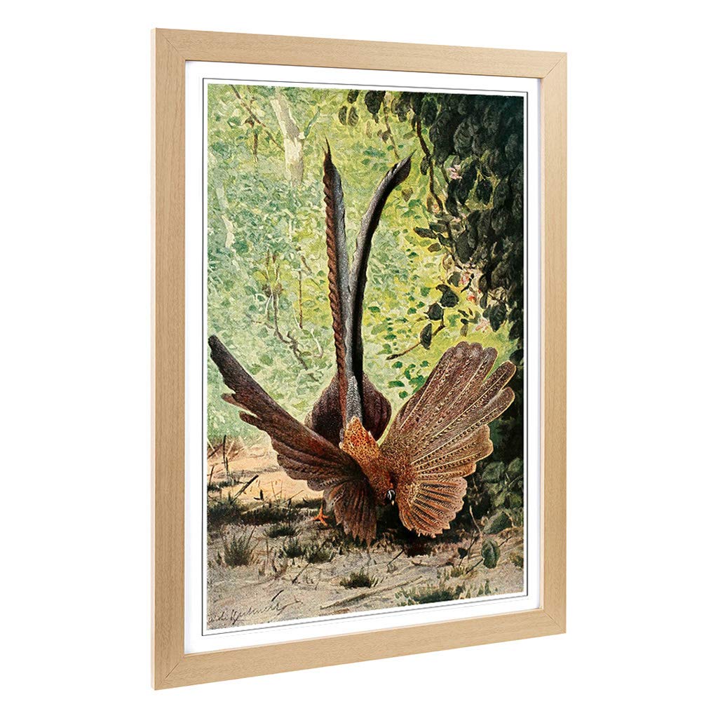 Big Box Art Framed Print of Vintage W Kuhnert Argus Pheasant Design | Wall Art Picture | Home Decor for Kitchen, Living Room, Bedroom, Hallway, Oak, A2 / 24.5x18 Inch / 62x45cm