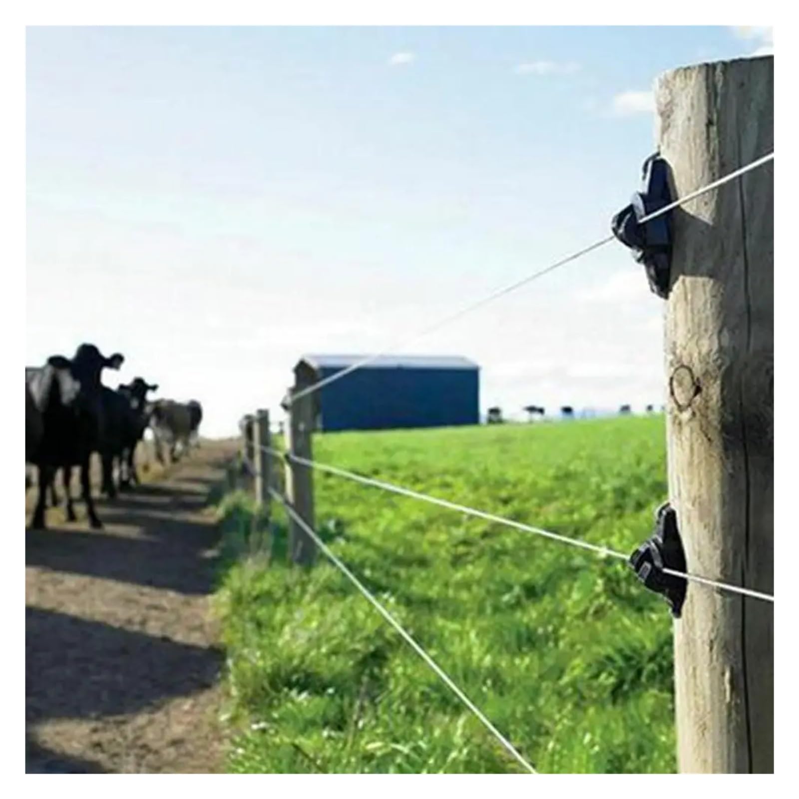 Aislador de Poste de Cerca eléctrica, Clavo en aislador for Tornillo de Alta Resistencia en Cerca eléctrica, aisladores de Poste de Madera, Cable de Cinta