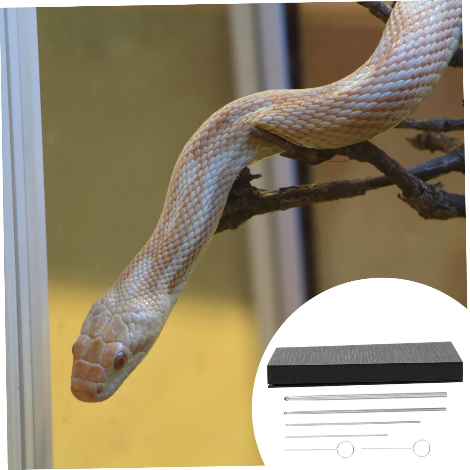 6 Pezzi per Sessaggio dei Rettili Kit Professionale per Serpente Strumento di Rilevamento in Acciaio Inossidabile Design Sfera Liscio Identifica Maschi e Femmine