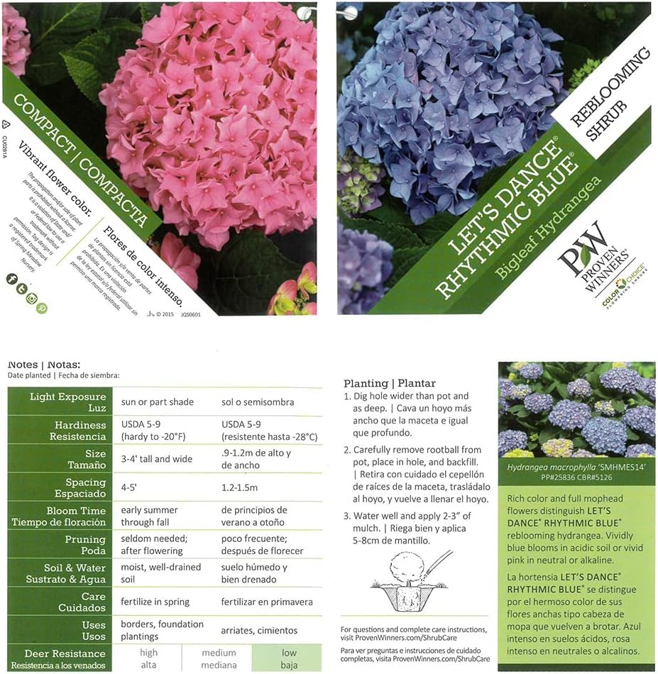2 Gal. Summer Crush Hydrangea Shrub & Proven Winner Let's Dance