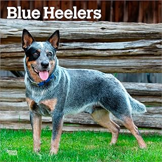 Blue Heelers | 2026 12 x 24 Inch (Hanging) Monthly Square Wall Calendar | Plastic-Free | BrownTrout | Animals Dog Breeds