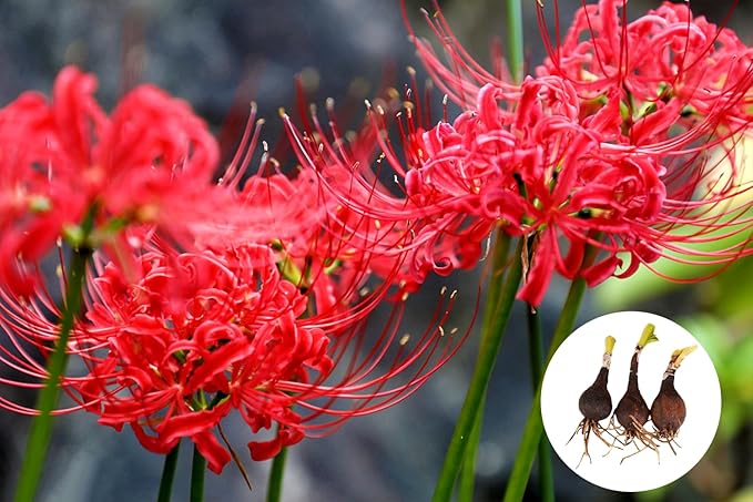 Amazon.com : 10pcs Red Spider Lily Bulbs Lycoris Radiata Bulbs for ...