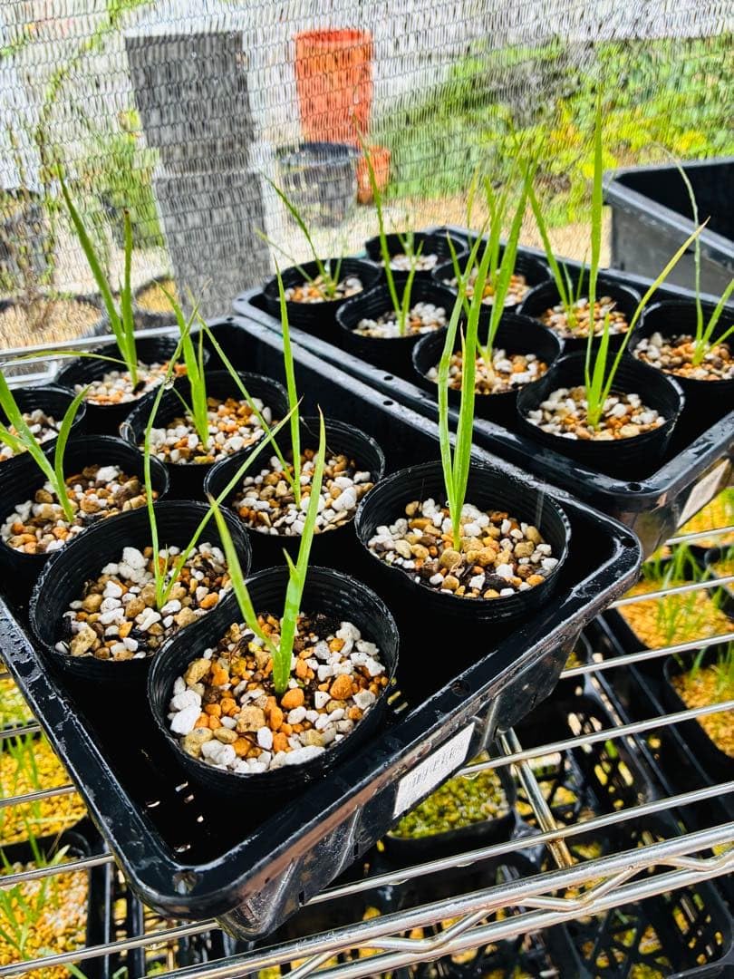 Amazon｜ユッカ ロストラータ 8苗 鉢のまま｜観葉植物 オンライン通販