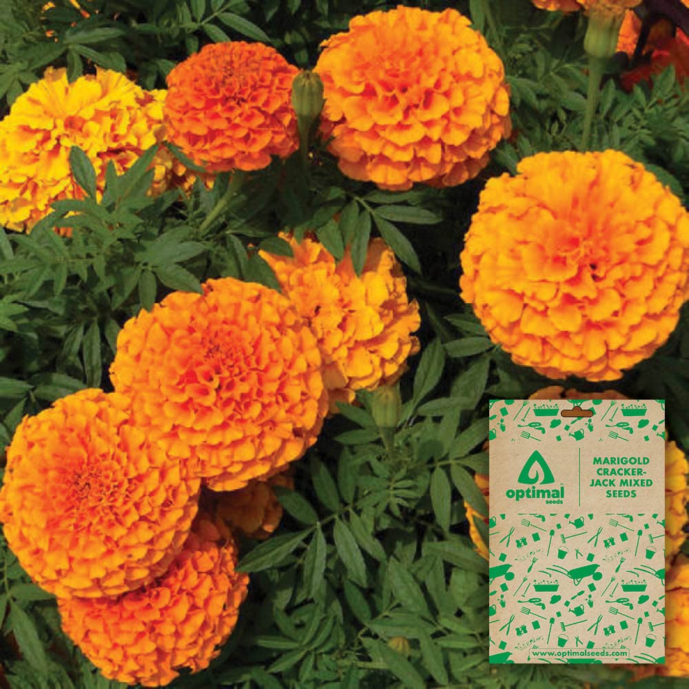 Optimal Seeds Marigold Crackerjack Mixed Flower Seeds (B0B5ZNM42Z) Amazon Price History, Amazon Price Tracker