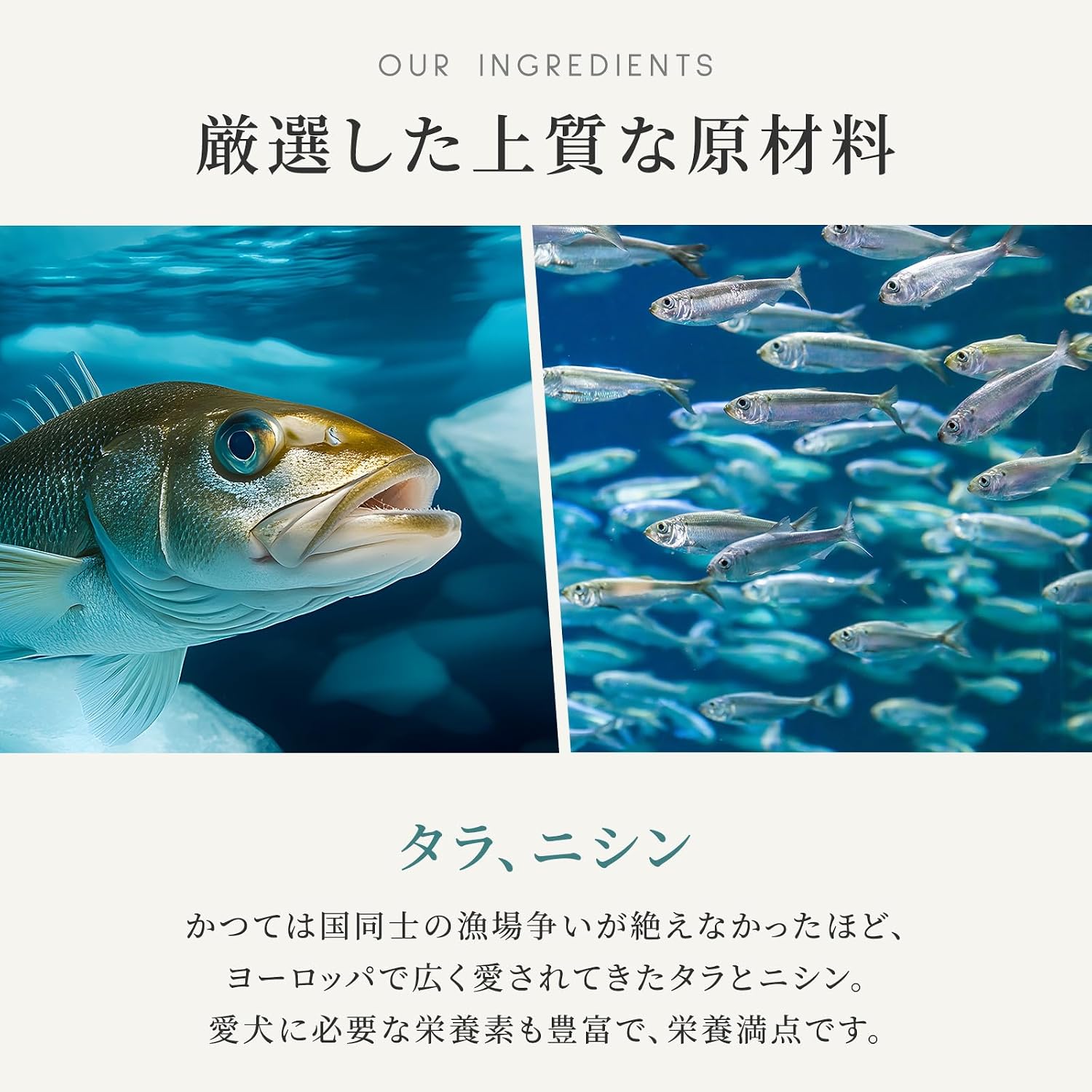 カナガン ドッグフード プチ タラ&ニシン トレイ