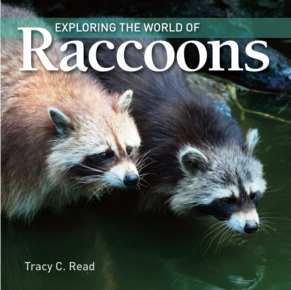 Exploring the World of Raccoons: Read, Tracy C.: 9781554076178: Amazon ...