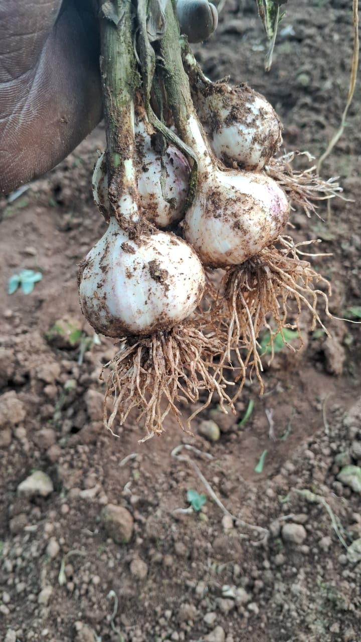Kodaikanal Smoked Orginal Hill Garlic — Amazon image 4