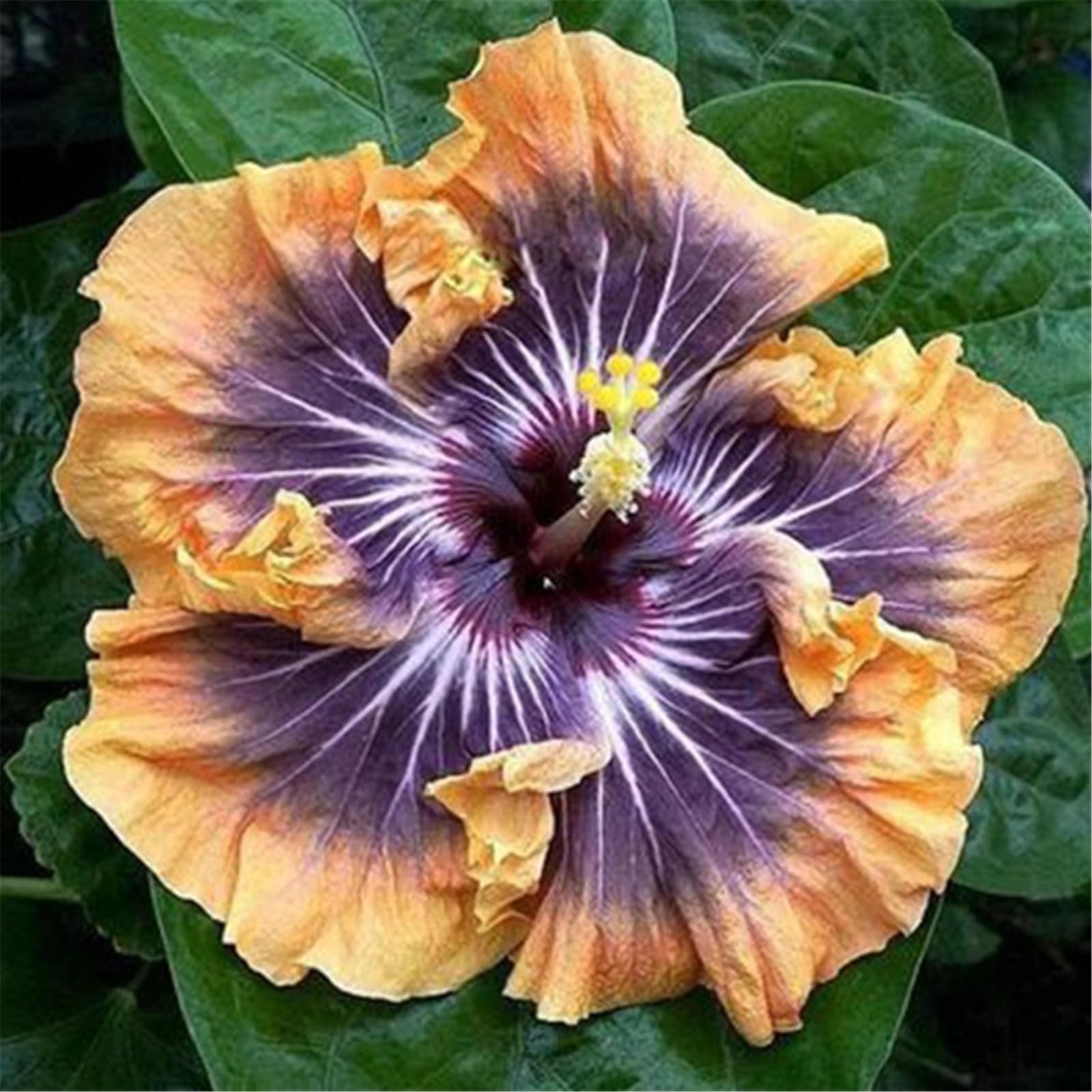 Hardy Hibiscus Bulbs are Easy to Plant-Easy to Root and Grow-Flowering Bulbs-Great for Outdoor Display-2 Bulbs-a
