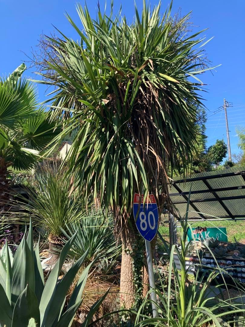 耐寒性強！柱サボテン ワイルド株ブランチ◇南国ドライガーデン多肉