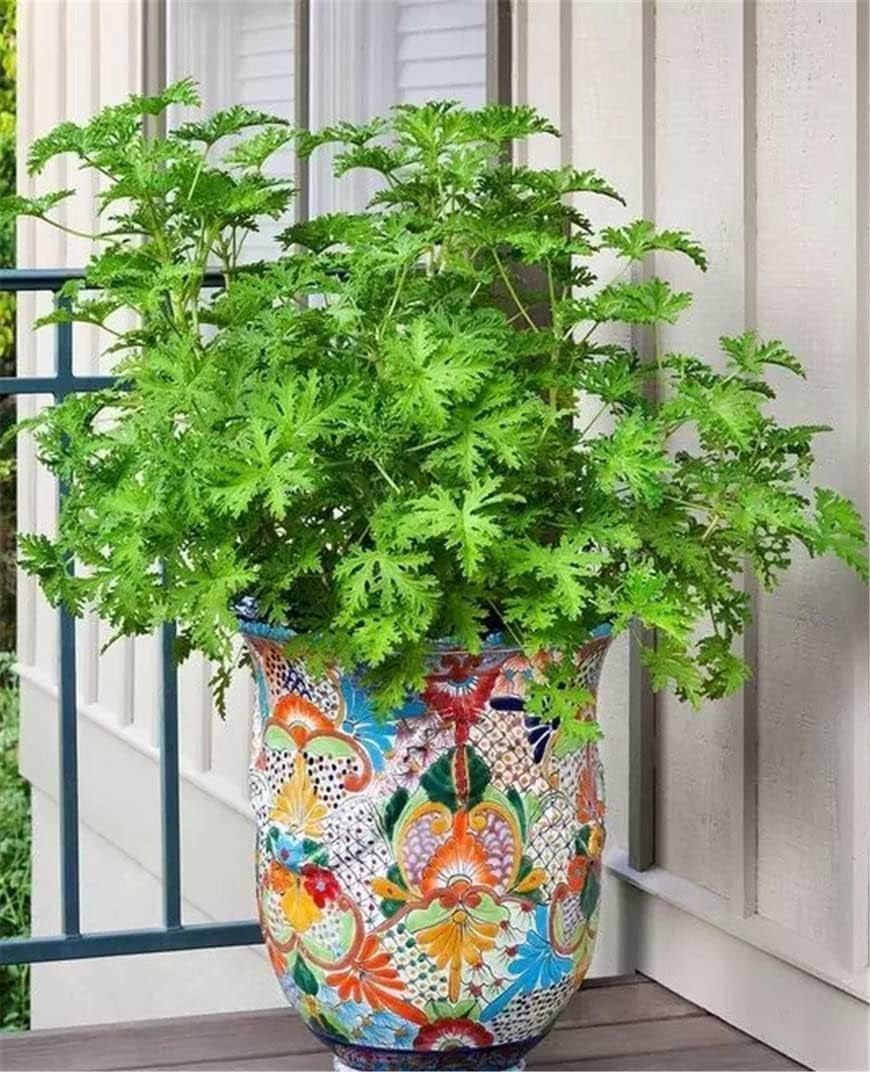 1000+ Citronella Plant Seeds for Planting Mosquito Plant Seeds Outdoor Non-GMO Heirloom Citronella Keeps Mosquitoes and pests Away - Image 2