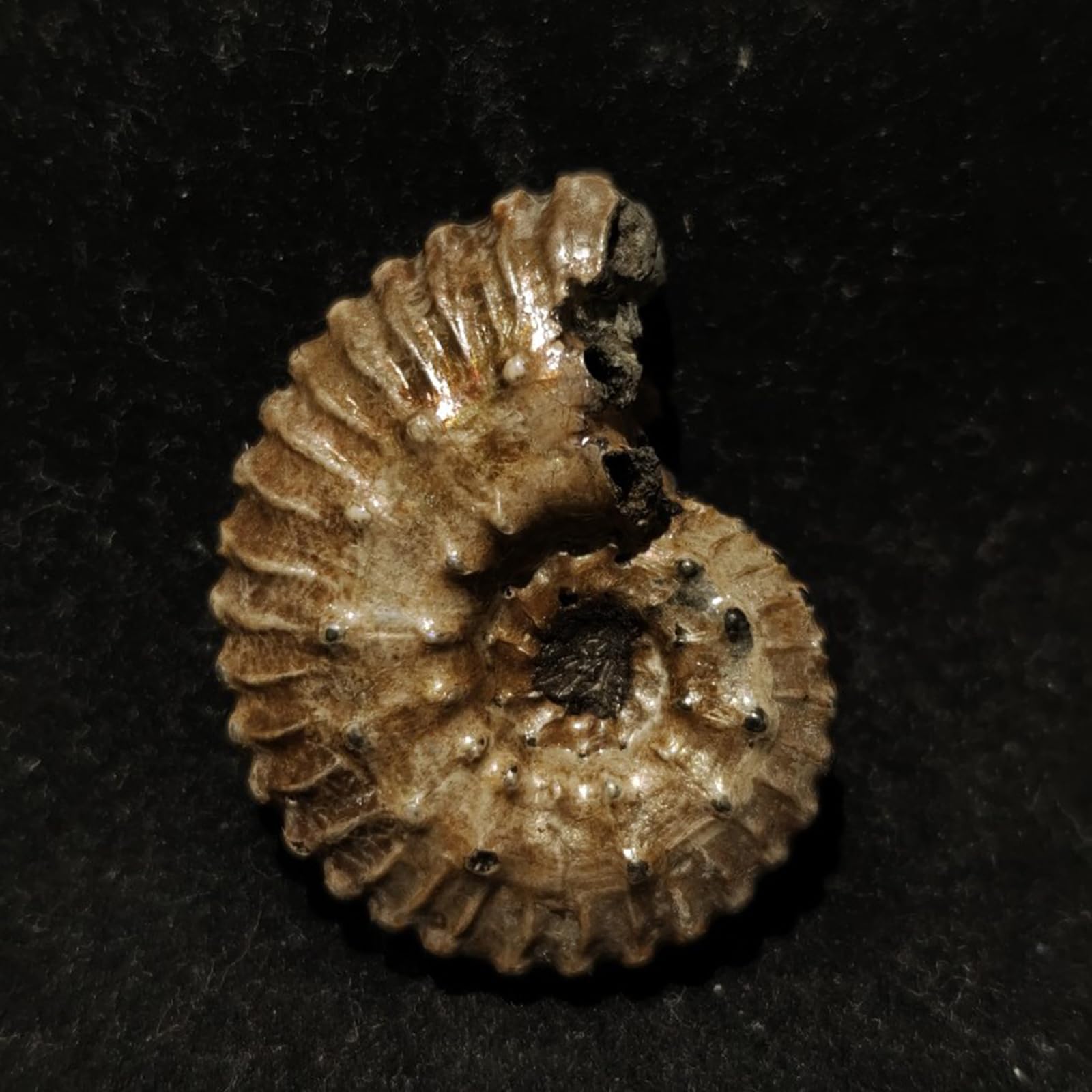 Fossile d'ammonite Naturel de paléontologie pour Collections de fossiles et à des Fins éducatives 23MM