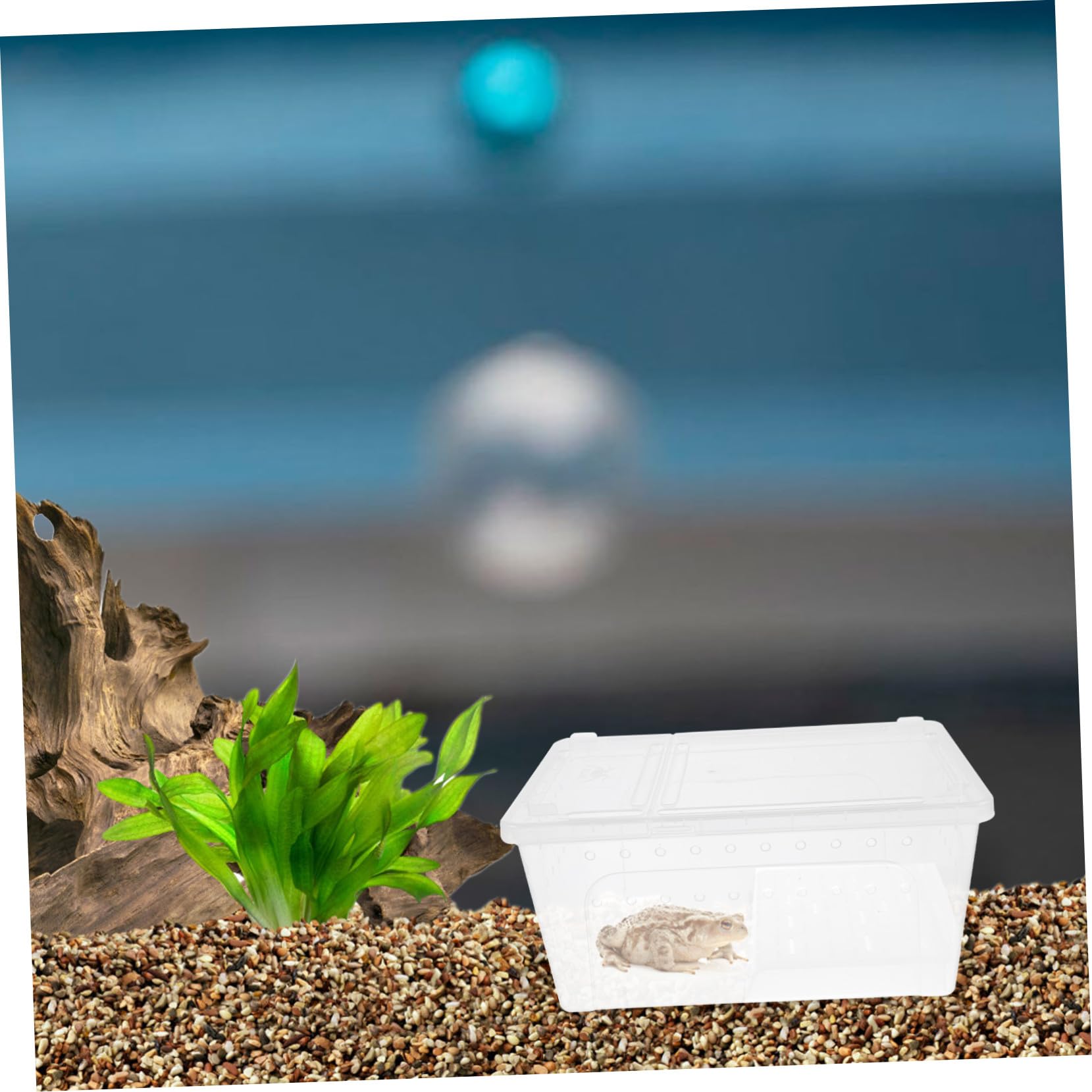 FRCOLOR Acquario con Piattaforma in Plastica per Rettili e Tartarughe e Inclinazione Adatta Vasca con Area di Riposo e Alimentazione, Facile Osservazione per Habitat Anfibi e Rettili