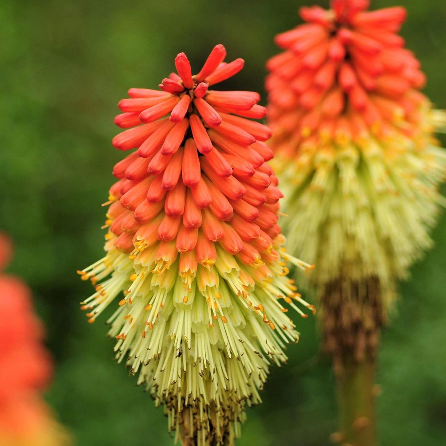Spectacular Red Hot Poker Seeds Design for Desktop Spectacular Red Hot Poker Seeds Design for Desktop