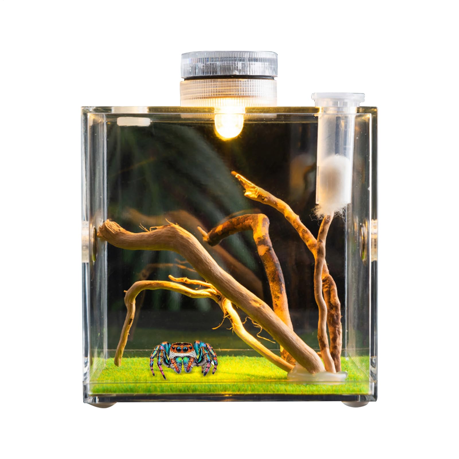 Enclos pour araignées sauteuses, Habitat d'araignées, Terrarium d'araignées, Cage à araignées, Cage en Acrylique, Terrarium à Insectes