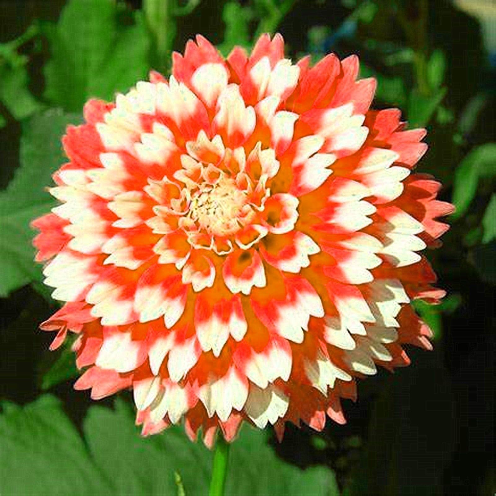 Dahlia Bulbs Mix for Planting Now UK,Hardy Perennial,Dahlia tubers Bulk,Strong Plants That Grow Well,Beauty of Garden,Wedding Flowers,Gift Ready-2bulbs-G