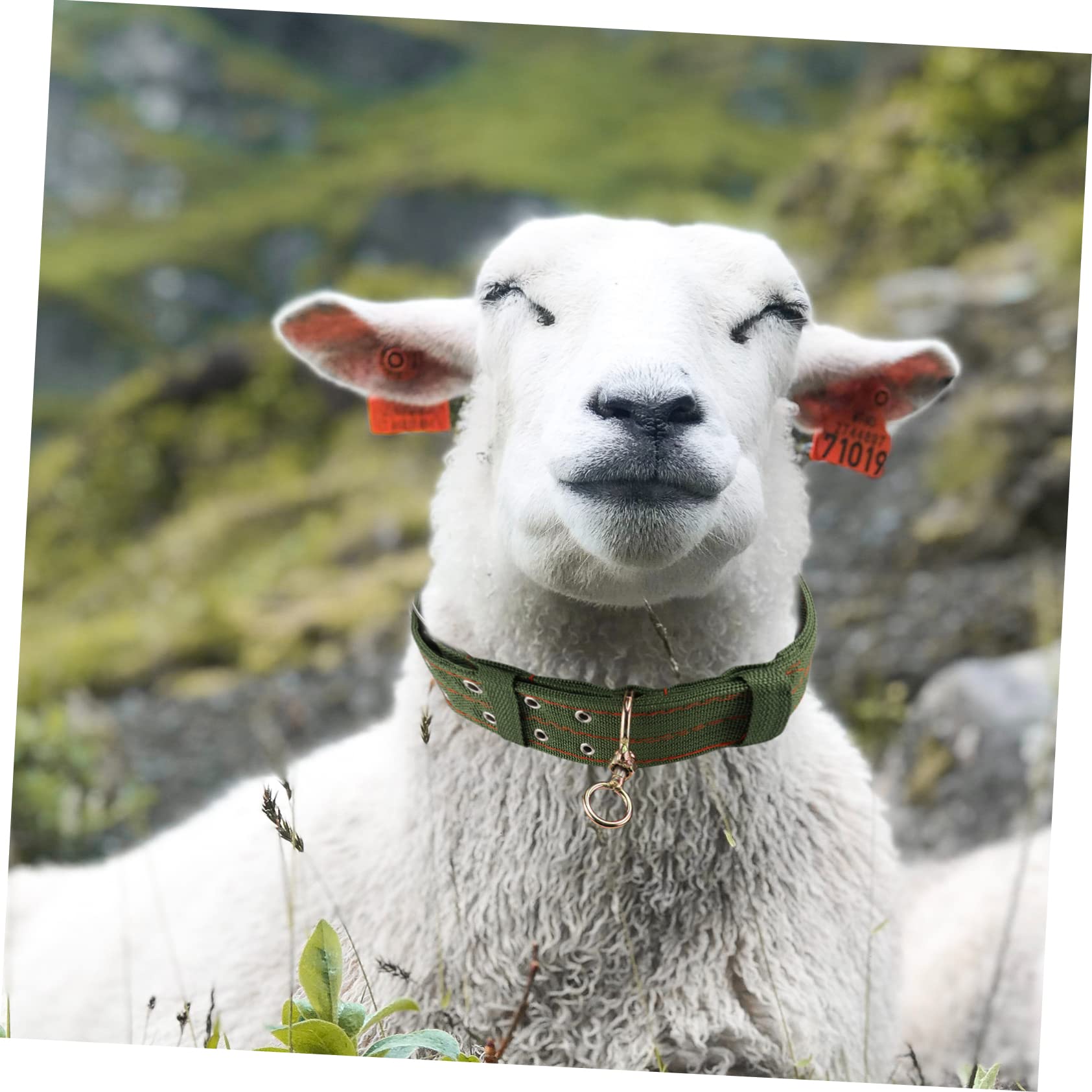 Youngwier Collier Pour Chèvre | Collier De Traction Pour Bétail