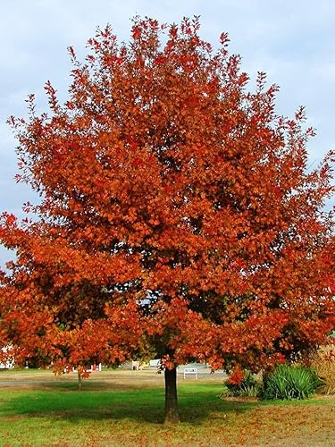 Miniatura 4 de Roble rojo Shumard  3 árboles vivos  Quercus Shumardii  Plantación de sombra resistente a la sequía resistente a la intemperie