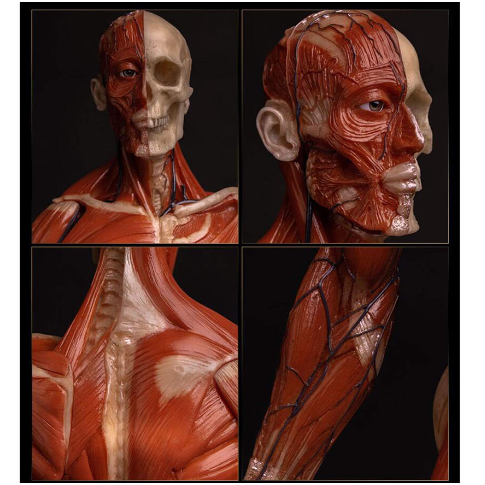 Modèle de Figure d'anatomie Humaine - Modèle de Peinture de Figure d'anatomie Masculine de 23,6 Pouces - Modèle Anatomique Humain d'os et de Peau - pour l'étude du Dessin d'artiste médical, A