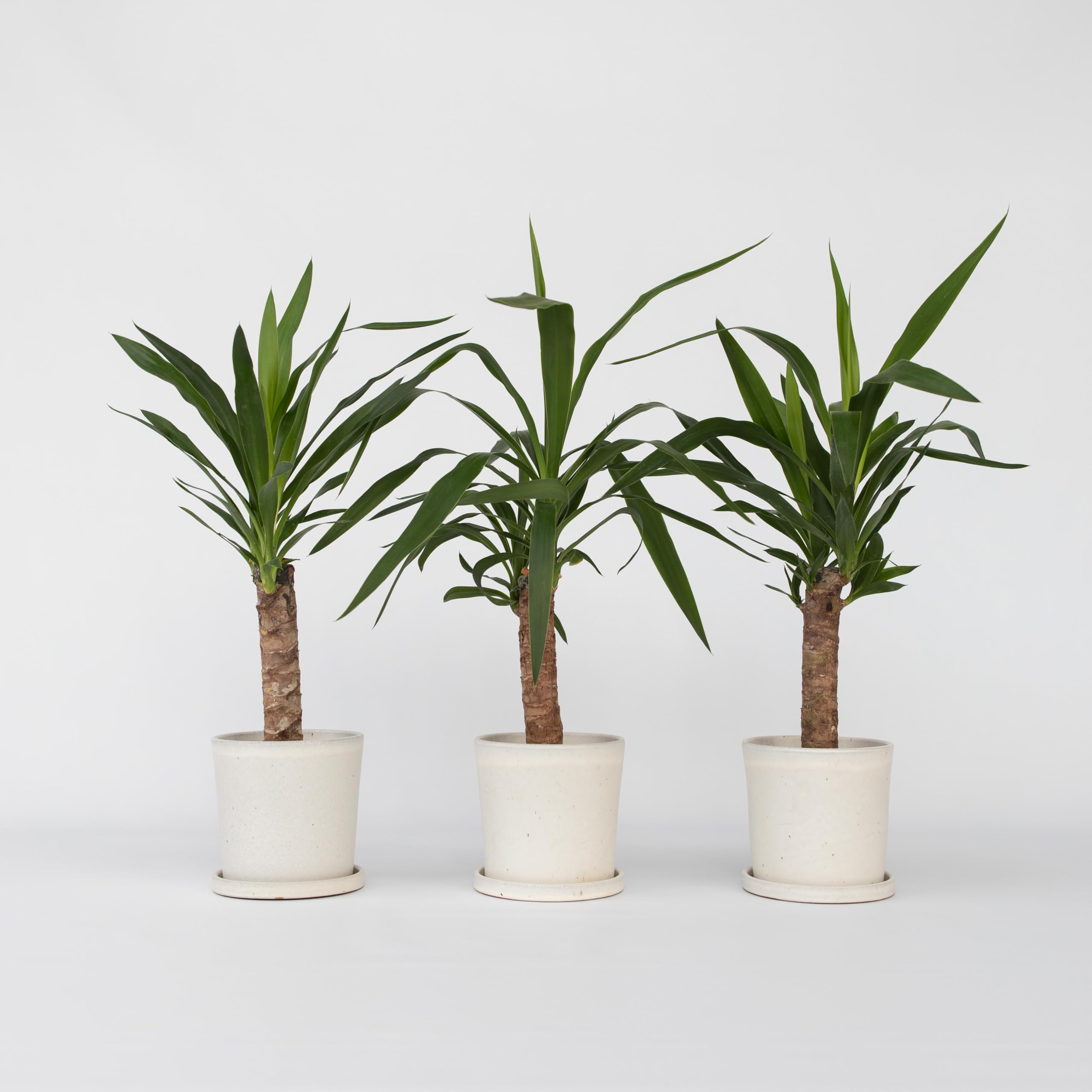 Plant in a Box - Yucca Elephantipes - Set de 3 - Planta de interior - Maceta 21cm - Altura 80-100cm
