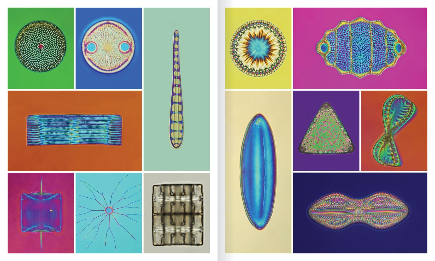 The Shape of Nature: Intricate Patterns of Life