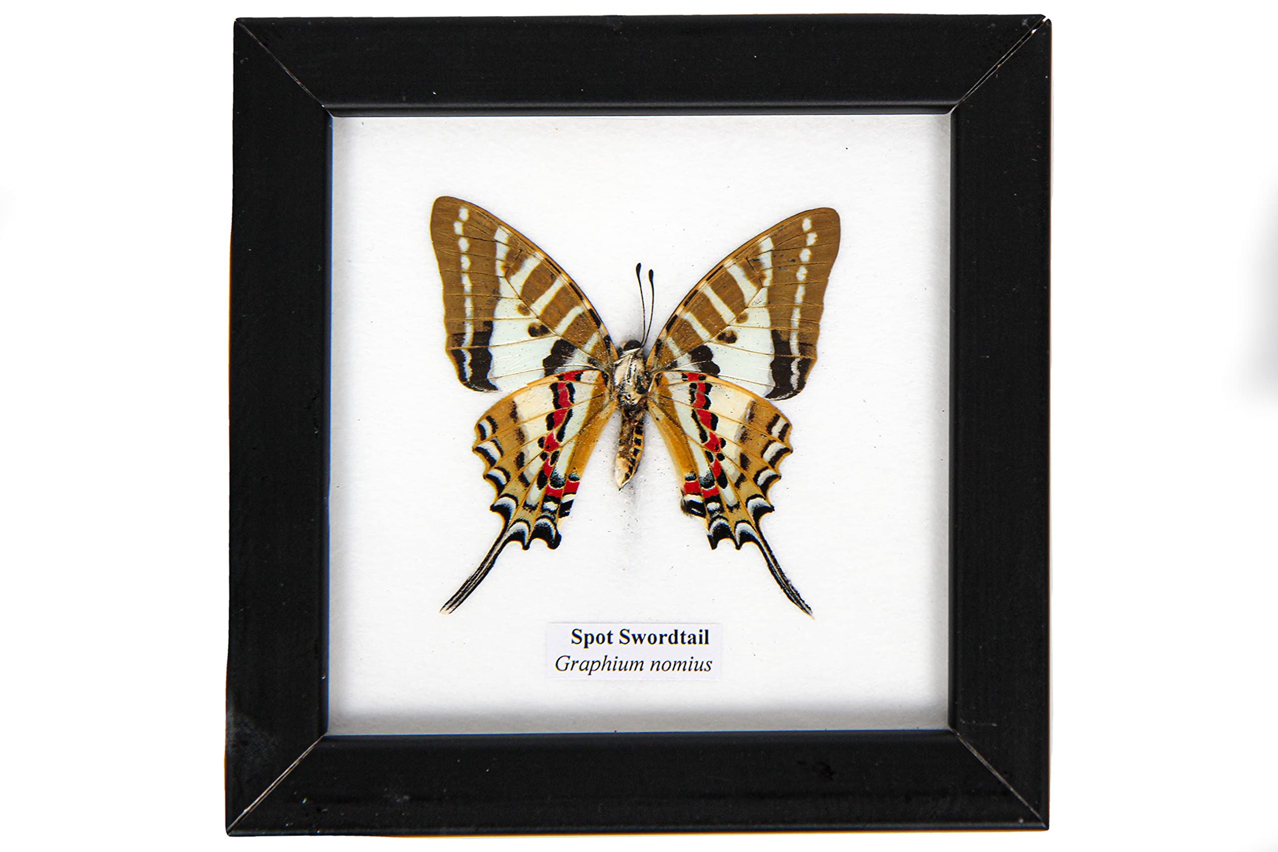 Uniques Addict Store collection mount storage figure figurine hanging Butterfly beetle Specimen Framed dissection insect preserved Insects Taxidermy Wood Frames.