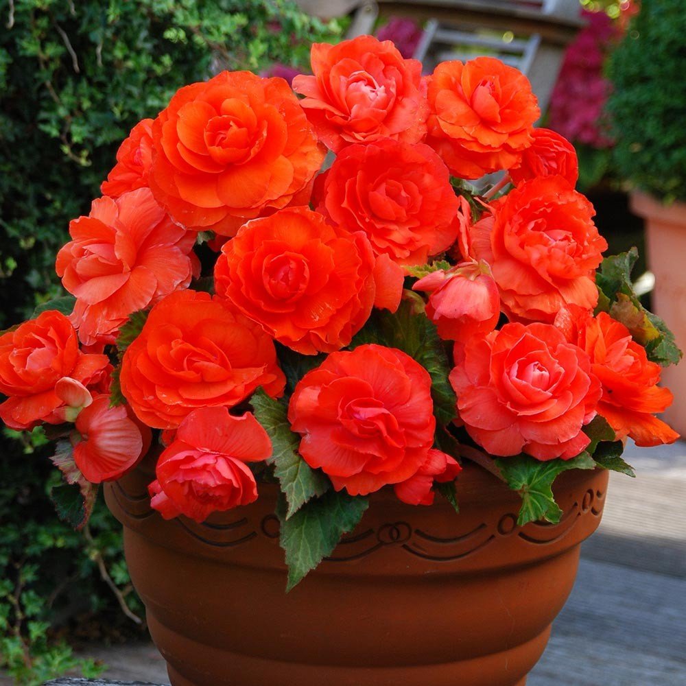 Creative Farmer Flower Seeds For Garden :Begonia-Semp Florn Dwarf Mixed Flower Seeds For Rainy Season - Professional Garden Flower Seeds Pack (B0768J35M7) Amazon Price History, Amazon Price Tracker