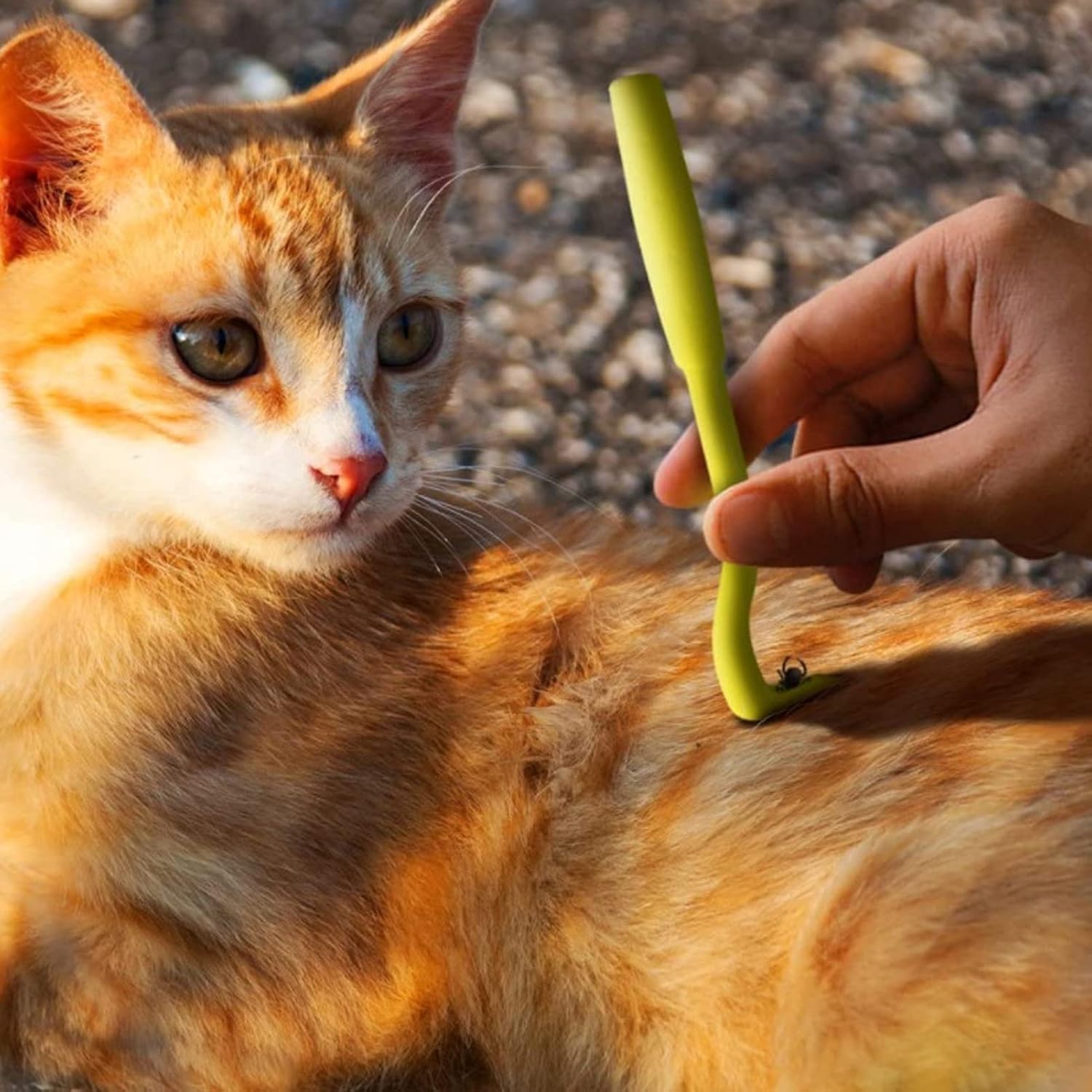 beejune 6 Stück Zeckenzange für Hunde, Zeckenzange Katze, Zeckenhaken, Zeckenzange Zeckenhaken, für Alle Größen Von Zecken(Grün, Blau)