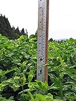 Vista 2 de Hancock Seed Co. Semillas de trébol de hoja de flecha Blackhawk, 5 libras.