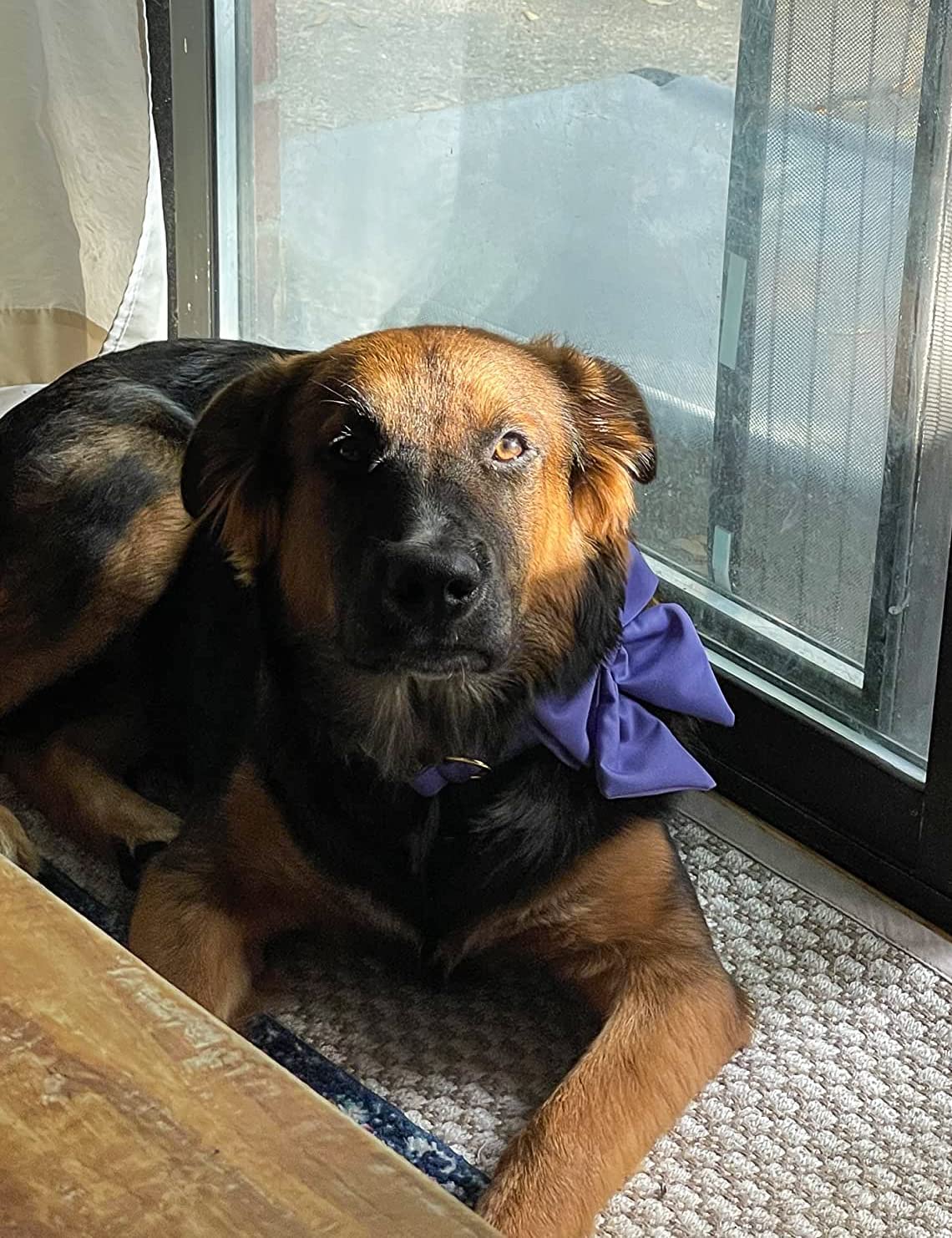Unique Style Paws Hundehalsband Mit Fliege – Baumwolle, Verstellbar, Goldene Schnalle, Für Kleine Hunde & Katzen