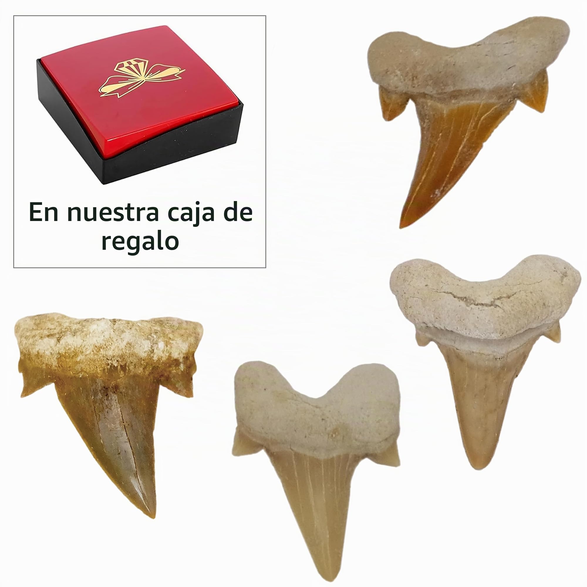 Idea de regalo – Fósiles prehistóricos fosilizados: dientes de tiburón naturales sin tratar (juego de 4 unidades), 4 Stück, Piedra
