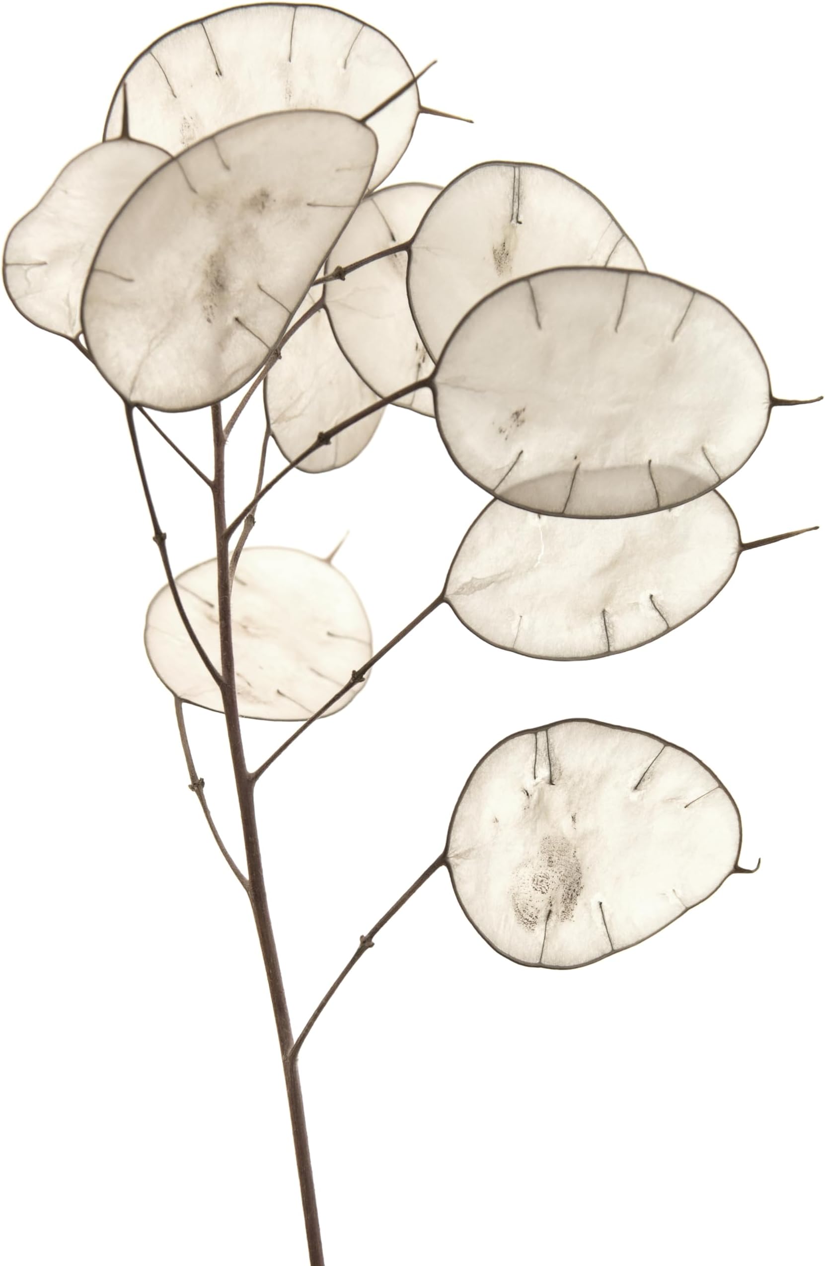 50 Lunaria Biennis Seeds - Silver Dollars, Money Plant, Honesty Plant, Moonwort