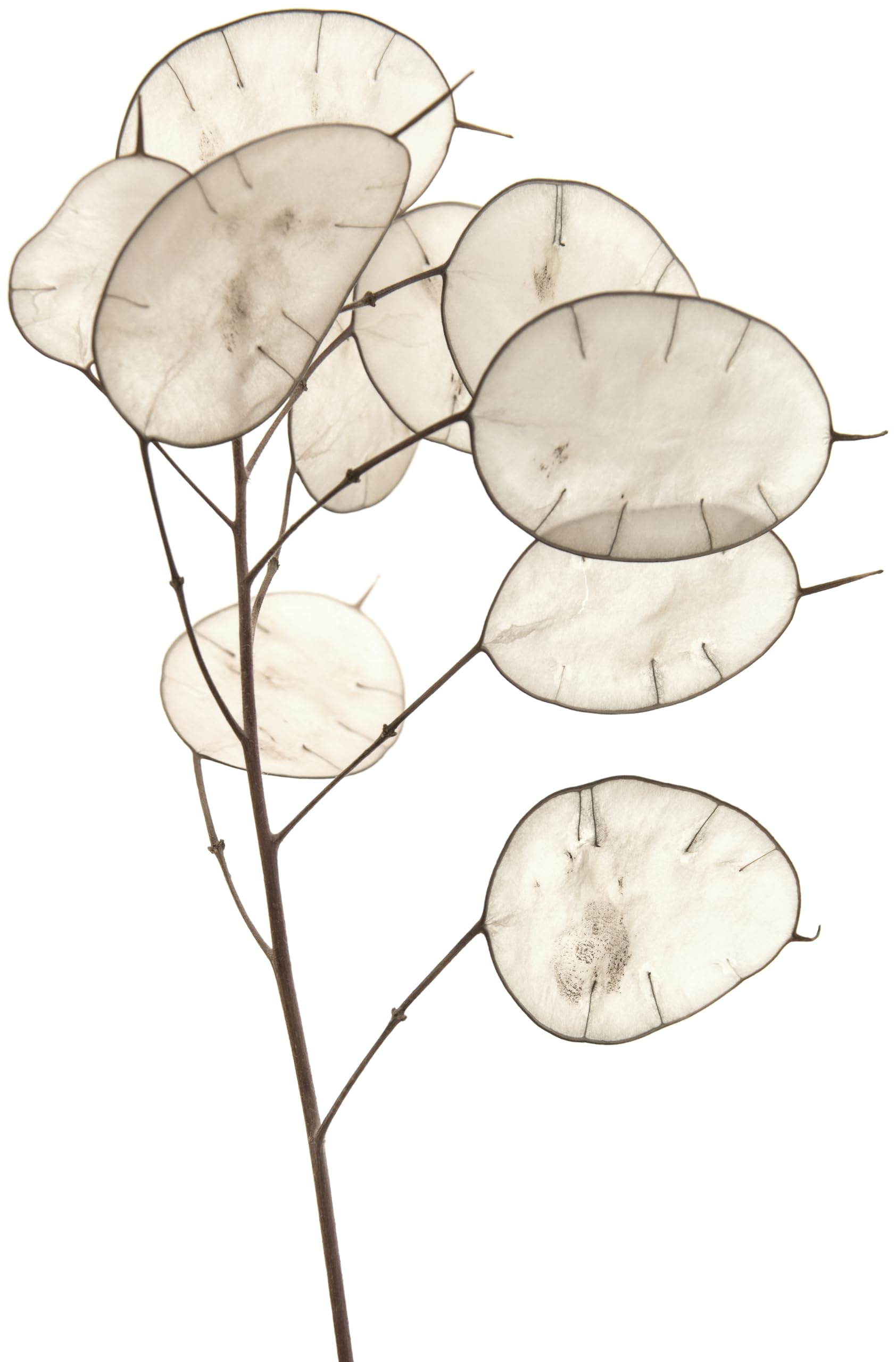 50 Lunaria Biennis Seeds - Silver Dollars, Money Plant, Honesty Plant, Moonwort