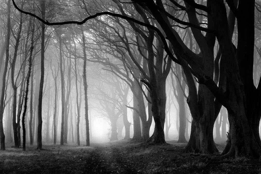 Creepy Forest Black And White Photo Photograph Spooky Scary Halloween Decorations Cool Wall Art Print Poster 36x24