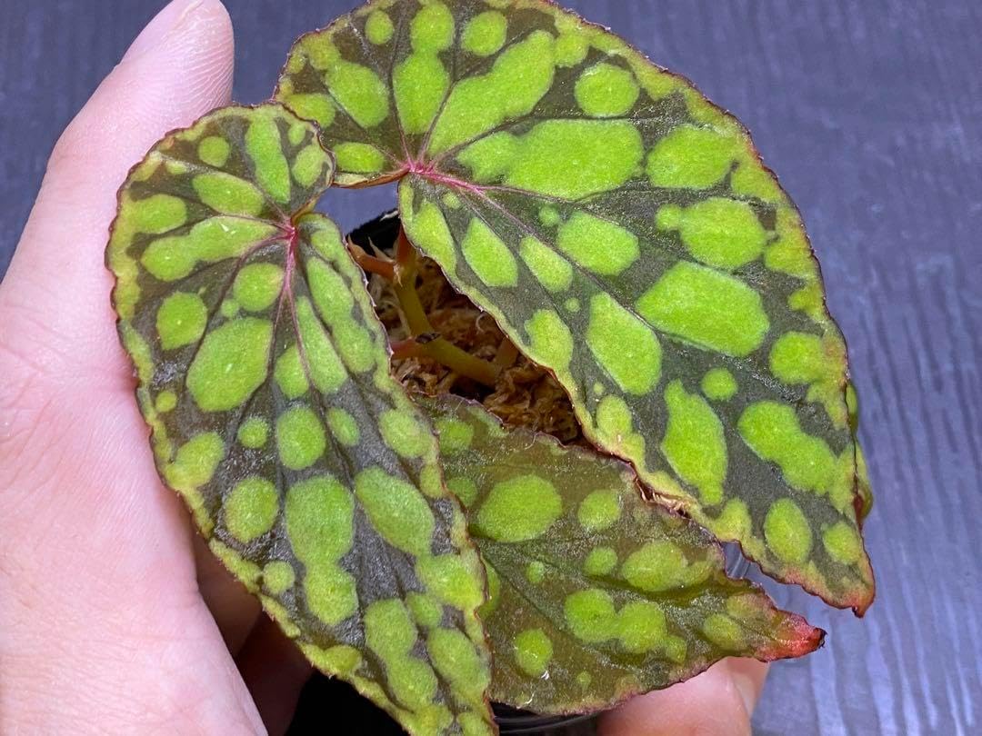 原種ベゴニアBegonia chlorostictaGreenpe中株