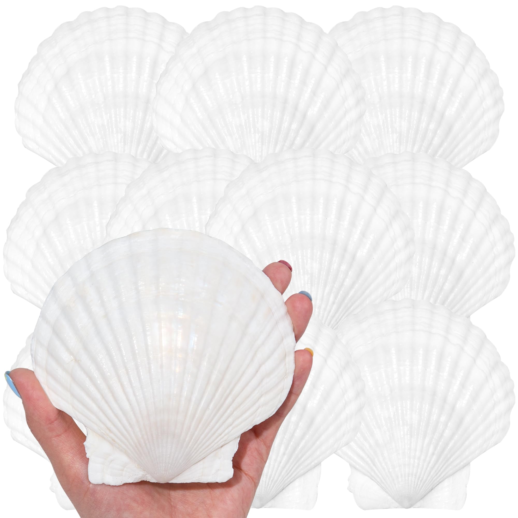 SKOOLOVE 20PCS Natural White Large Scallop Shells for Crafts,10-13CM White Seashell Decor for Candle Making, DIY, Painting, Baking, Beach Theme Party and Home Decorations