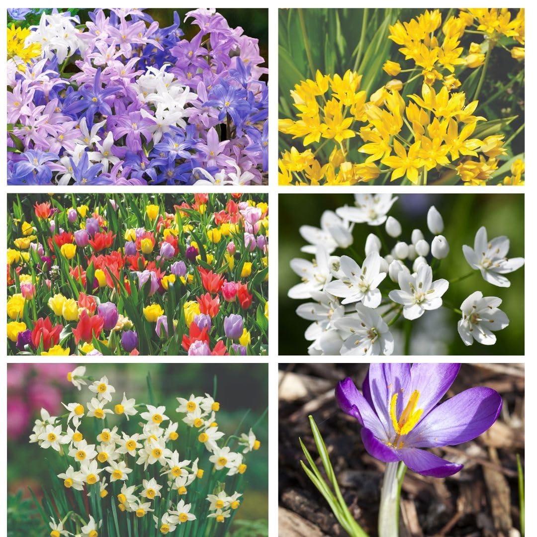 Super Saver Spring Flowering Collection 500 Bulbs Allium Crocus Narcissus Tulip Ipheion for Vibrant Garden Displays by Thompson and Morgan