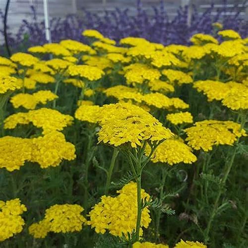 Miniatura 6 de CHUXAY GARDEN 250 semillas de Achillea Millefolium amarillo semillas, milenrama común, pimienta de anciano, ortiga del diablo, sanguinario, milfoil,
