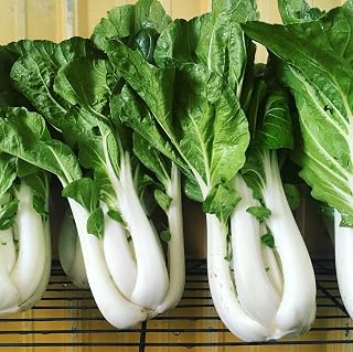 2000+ Tall White Pak Choi Bok Choy Seeds - Heirloom Non-GMO Asian Cabbage Vegetable Seeds for Planting | Mai's Family