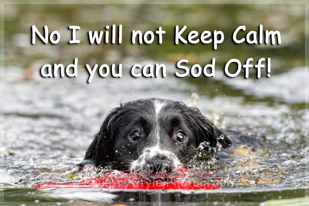 Countrystyle Gifts White Sprocker Springer Spaniel Dog Funny Fridge Magnet - No I Will Not Keep Calm...