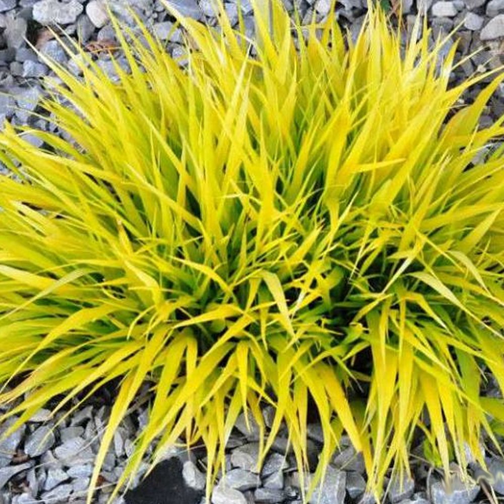 Hakonechloa macra All Gold - Hardy Outdoor Garden Ready Plants for Pots and Borders - Perennial Plant in Pot (9cm Pot, 20-30cm)