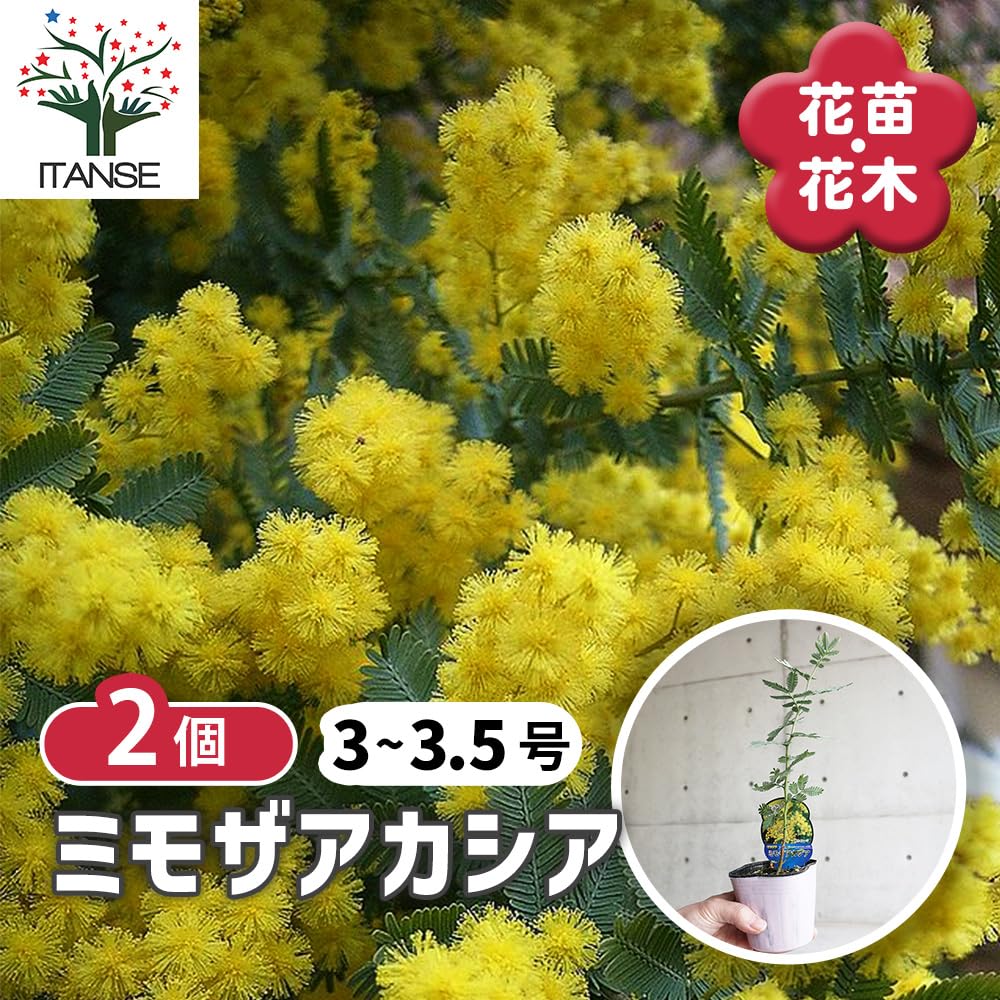 Amazon.co.jp: ITANSE ミモザアカシア ギンヨウアカシア 3～4号