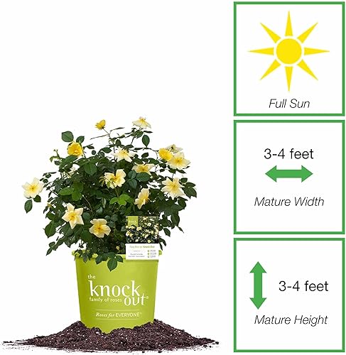 Miniatura 2 de Perfect Plants Easy Bee-zy Knock Out Rose Bush 1 galón  Arbusto de rosas vivas  Rosas frescas