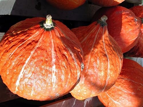 Golden Hubbard - Semillas de calabaza de invierno para plantar, más de 25 semillas de reliquia por paquete, semillas de jardín de (Isla's Garden