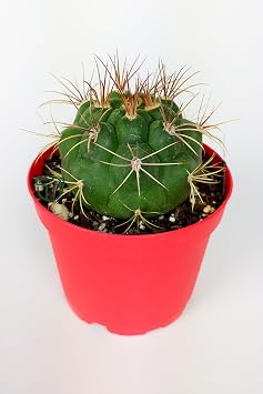 Gymnocalycium Marquezii Kaktüs Özel Tür 8.5 cm Saksıda