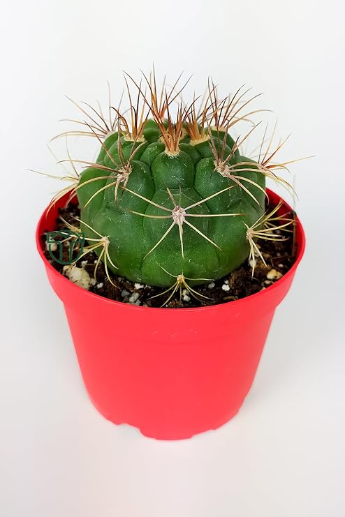 Gymnocalycium Marquezii Kaktüs Özel Tür 8.5 cm Saksıda
