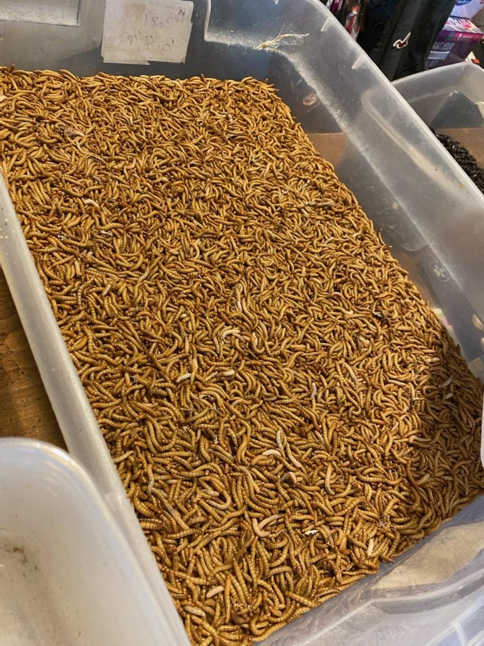 5000 Medium (3/4 inch+) Live Mealworms : Patio, Lawn & Garden