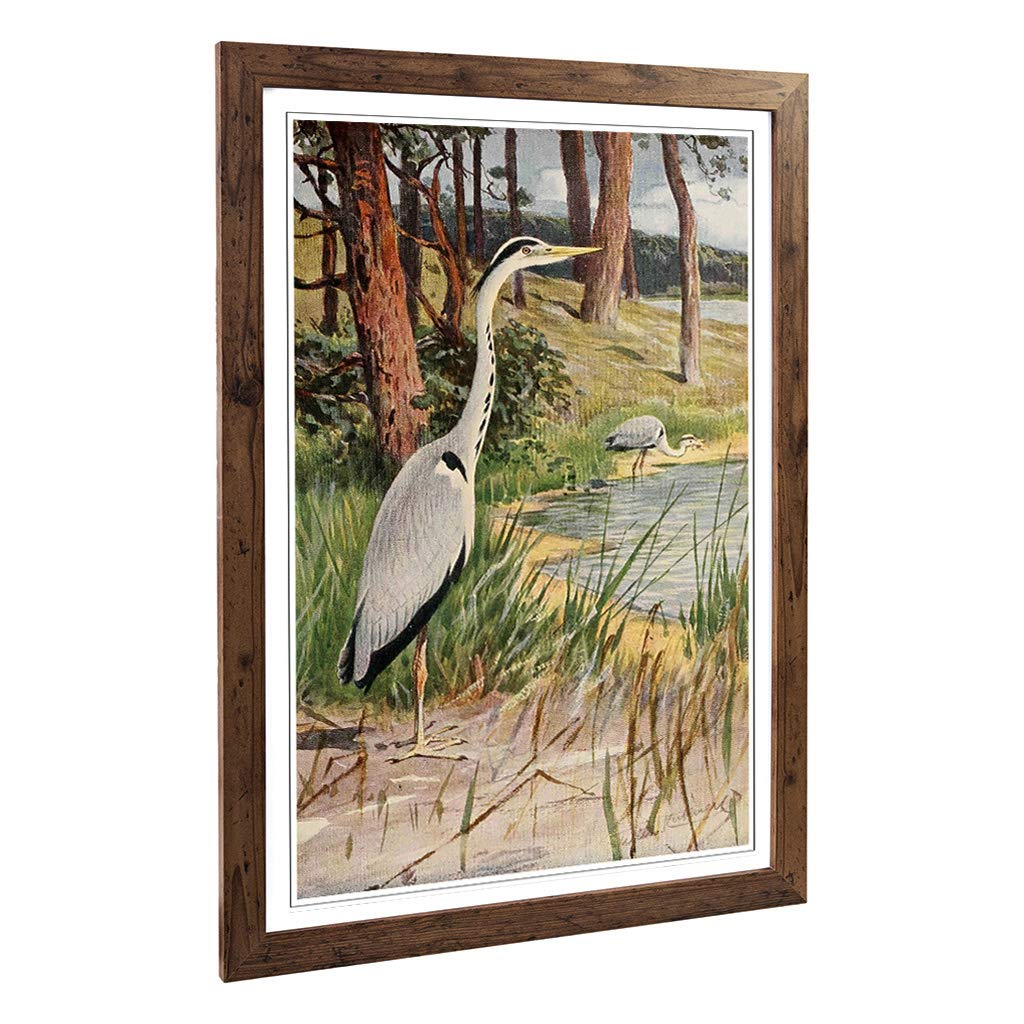 Big Box Art Framed Print of Vintage W Kuhnert Grey Heron Design | Wall Art Picture | Home Decor for Kitchen, Living, Dining Room, Bedroom, Hallway, Office, Walnut, A2 / 24.5x18 Inch / 62x45cm