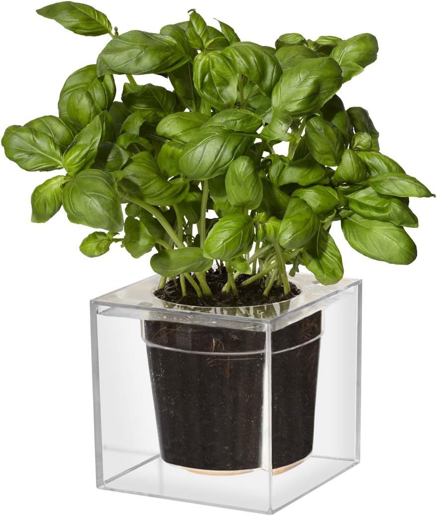 Cube Clear Planter with Water Reservoir, Large - Clear