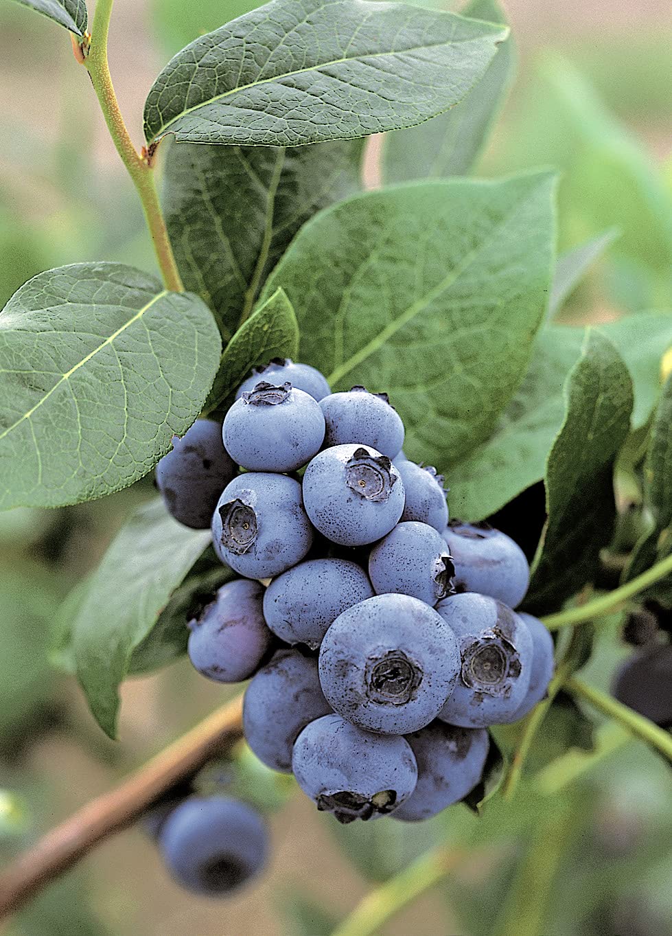 Heidelbeere 'Patriot' - Blaubeeren Pflanze mit hohen Erträgen. Ein Heidelbeerstrauch mit süßen blauen Beeren. Qualitätspflanze im Container von Garten Schlüter