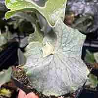 Amazon.co.jp: ビカクシダ P. Superbum dwarf spore スパーバム